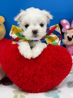 Angel, a male Maltese for sale in Fort Worth, TX – 6 of 6