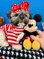 Bam Bam, a male Mal Shi for sale in Fort Worth, TX – 4 of 8