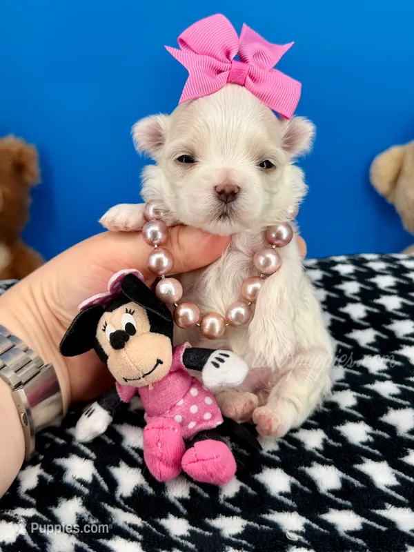 Barbie – Maltese puppy for sale in Fort Worth, TX