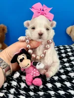 Barbie, a female Maltese for sale in Fort Worth, TX – 1 of 3