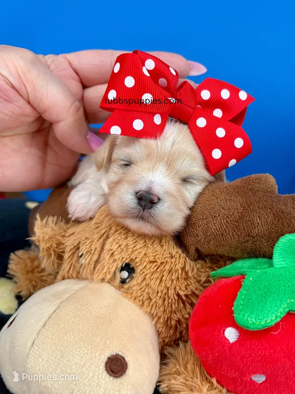 Cheeto – Maltipoo puppy for sale in Fort Worth, TX