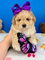 Butterfly , a female Maltipoo for sale in Fort Worth, TX – 2 of 6