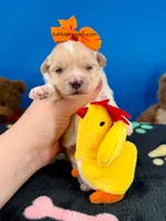 Cheeto, a male Maltipoo for sale in Fort Worth, TX – 2 of 4