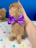 Butterfly , a female Maltipoo for sale in Fort Worth, TX – 2 of 2