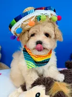 Vanilla Bean, a male Maltipoo for sale in Fort Worth, TX – 5 of 6