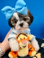 Benji, a male Mal Shi for sale in Fort Worth, TX – 4 of 7