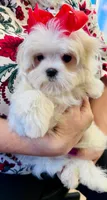 Cinderella, a female Maltese for sale in Fort Worth, TX – 4 of 9