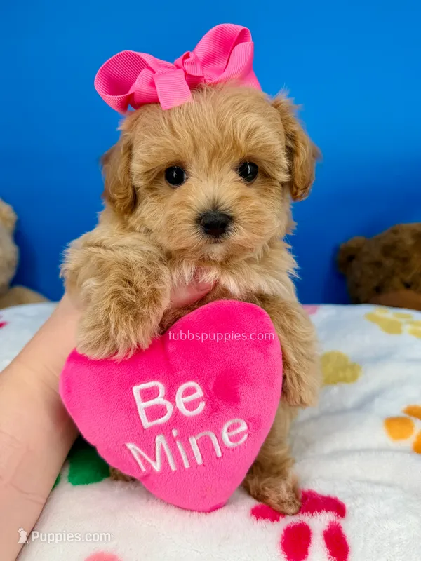 Peaches – Maltipoo puppy for sale in Fort Worth, TX