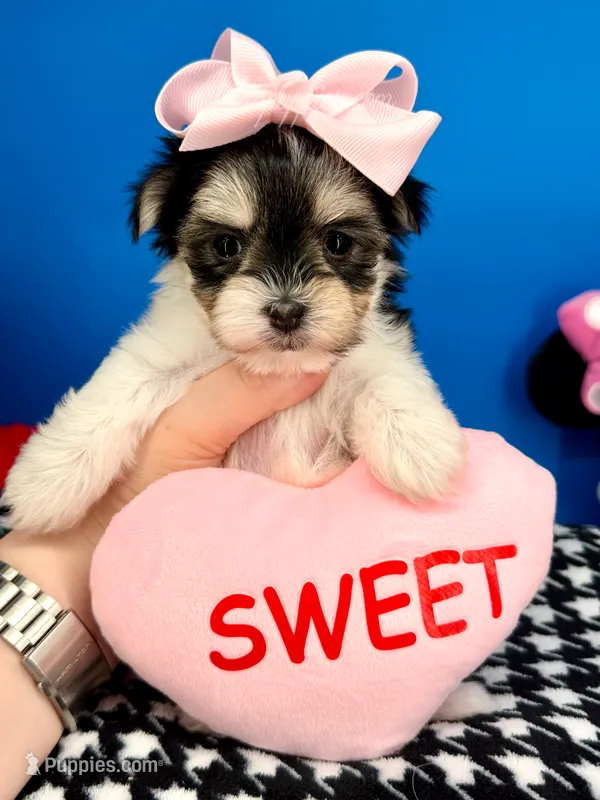 Kisses – Morkie puppy for sale in Fort Worth, TX