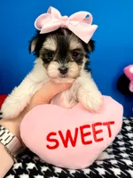 Kisses, a female Morkie for sale in Fort Worth, TX – 1 of 5
