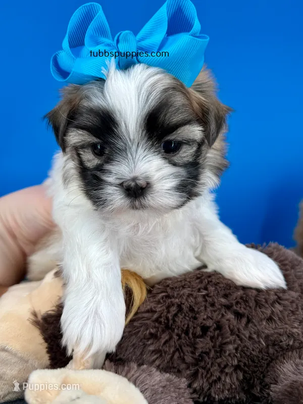 Checkers  – Mal Shi puppy for sale in Fort Worth, TX