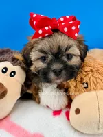 Pretzel, a male Mal Shi for sale in Fort Worth, TX – 5 of 7