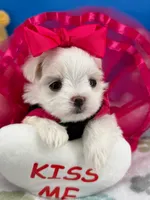 Princess, a female Maltese for sale in Fort Worth, TX – 7 of 7