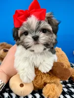 Hotdog, a male Mal Shi for sale in Fort Worth, TX – 3 of 10