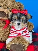 PeeWee, a male Yorkshire Terrier for sale in Fort Worth, TX – 3 of 5