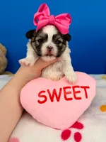 Daisy Mae, a female Mal Shi for sale in Fort Worth, TX – 4 of 4