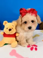 Vanilla Bean, a male Maltipoo for sale in Fort Worth, TX – 4 of 6