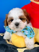 Bingo, a male Mal Shi for sale in Fort Worth, TX – 2 of 9