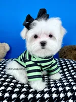 Snowball, a male Maltese for sale in Fort Worth, TX – Photo 4 of 4