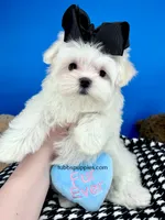 Snowball, a male Maltese for sale in Fort Worth, TX – Photo 1 of 4