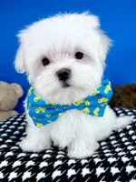 Snowball, a male Maltese for sale in Fort Worth, TX – Photo 3 of 4
