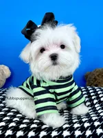 Snowball, a male Maltese for sale in Fort Worth, TX – Photo 2 of 4
