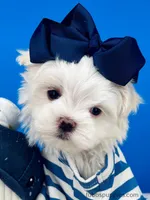 Snowball, a male Maltese for sale in Fort Worth, TX – Photo 4 of 4