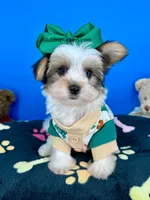 Hotdog, a male Yorkshire Terrier for sale in Fort Worth, TX – 3 of 4