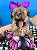 Mittens, a female Mal Shi for sale in Fort Worth, TX – 2 of 4