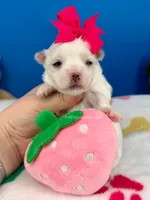 Snow White, a female Maltese for sale in Fort Worth, TX – 2 of 2