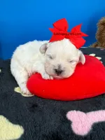 Cupid, a male Maltipoo for sale in Fort Worth, TX – 1 of 3