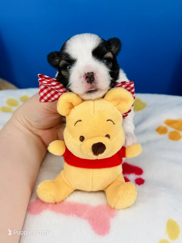 Tater Tot – Mal Shi puppy for sale in Fort Worth, TX