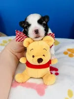Tater Tot, a male Mal Shi for sale in Fort Worth, TX – 1 of 5