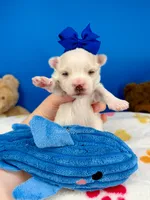 Prince Charming, a male Maltese for sale in Fort Worth, TX – 2 of 2