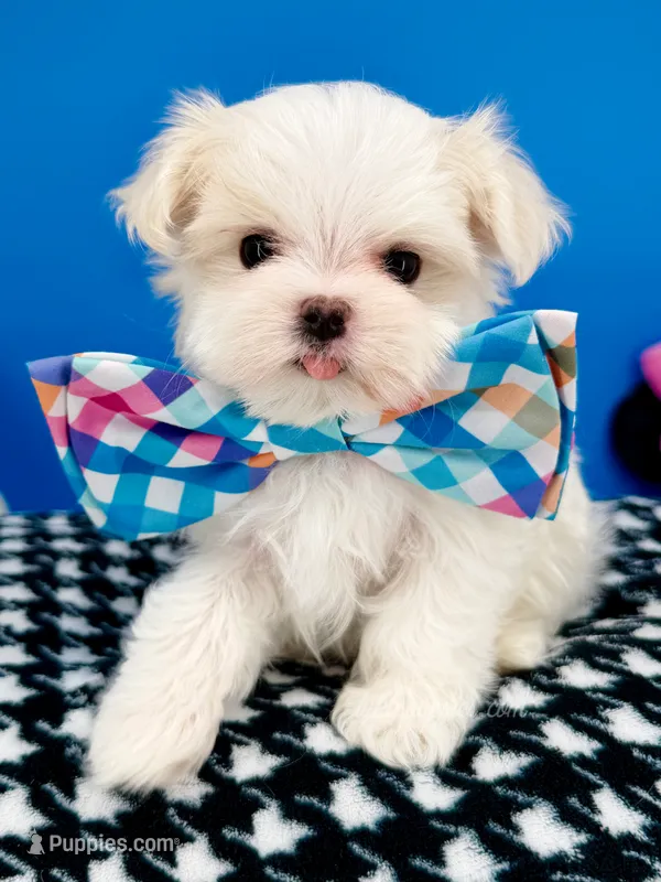 Marshmallow – Maltese puppy for sale in Fort Worth, TX
