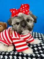Bam Bam, a male Mal Shi for sale in Fort Worth, TX – 2 of 8