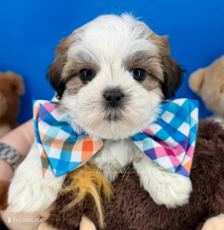 Pumpkin – Mal Shi puppy for sale in Fort Worth, TX