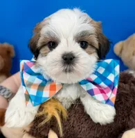 Pumpkin, a male Mal Shi for sale in Fort Worth, TX – 6 of 8