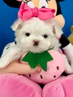 Pixie, a female Maltese for sale in Fort Worth, TX – 3 of 5