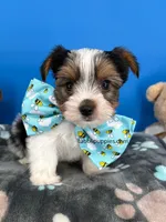 Nugget, a male Biewer for sale in Fort Worth, TX – Photo 5 of 7