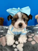 Nugget, a male Biewer for sale in Fort Worth, TX – Photo 3 of 7