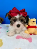Handsome, a male Biewer for sale in Fort Worth, TX – 6 of 7