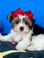 Handsome, a male Biewer for sale in Fort Worth, TX – 7 of 7