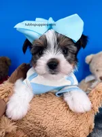 Nugget, a male Biewer for sale in Fort Worth, TX – Photo 2 of 7