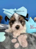 Nugget, a male Biewer for sale in Fort Worth, TX – Photo 4 of 7