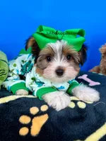 Handsome, a male Biewer for sale in Fort Worth, TX – 4 of 7