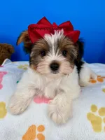 Handsome, a male Biewer for sale in Fort Worth, TX – 5 of 7