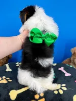 Handsome, a male Biewer for sale in Fort Worth, TX – 2 of 7