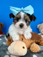 Nugget, a male Biewer for sale in Fort Worth, TX – Photo 6 of 7