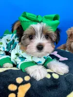 Handsome, a male Biewer for sale in Fort Worth, TX – 1 of 7